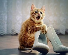 кошка и обувь