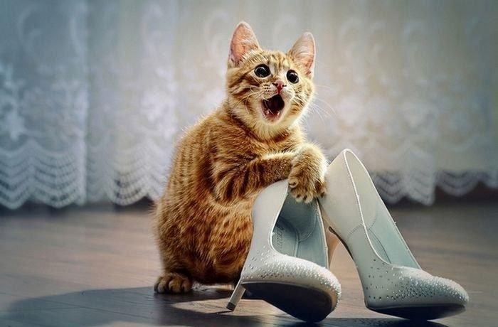 кошка и обувь